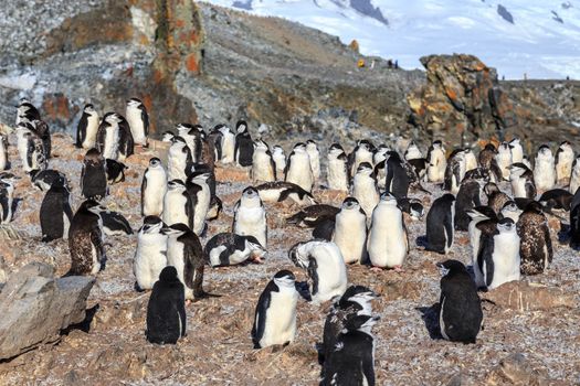 Chinstrap penguins colony members gathered on the rocks, Half Moon Island, Antarctic