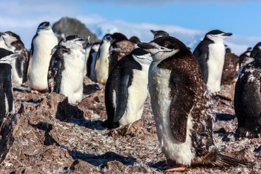 Young chinstrap penguin standing among his colony members gathered on the rocks, Half Moon Island, Antarctic