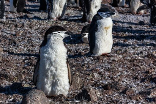 Young chinstrap penguin chick standing among his colony members gathered on the rocks, Half Moon Island, Antarctic