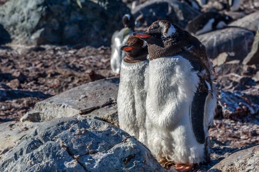 Gentoo penguins couple standing on the rocks, Cuverville Island, Antarctica
