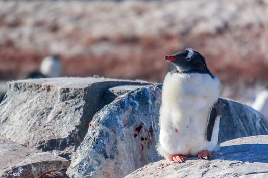 Gentoo penguin chick standing on the rocks, South Shetland Islands, Antarctica