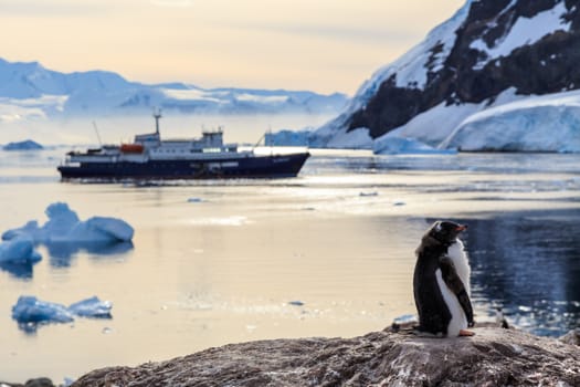 Lazy Gentoo penguin chick standing on the rocks with cruise ship and icebergs in the background at Neco bay, Antarctic