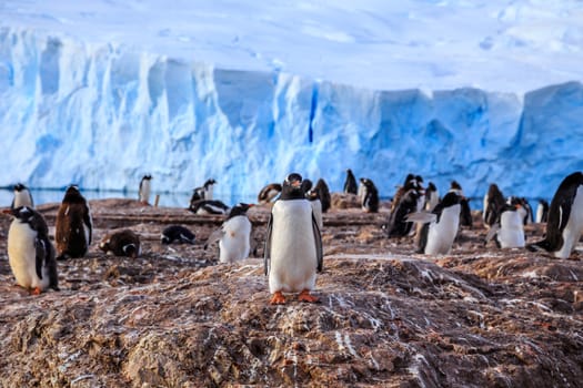 Gentoo penguin colony on the rocks and glacier in the background at Neco bay, Antarctic