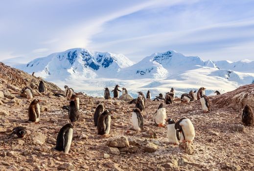 Gentoo penguins colony members sitting on the rocks with mountains in the background, at Neco Bay, Antarctic