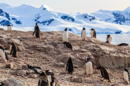 Gentoo penguin resting on the rocks and mountains in the background at Neco bay, Antarctic