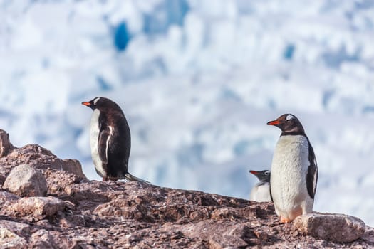 Gentoo penguins standing on the rocks with glacier in the background, Neco bay, Antarctica
