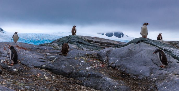 Gentoo penguins colony members standing on the rocks with mountains and glacier in the background, at Peterman Island, Antarctic