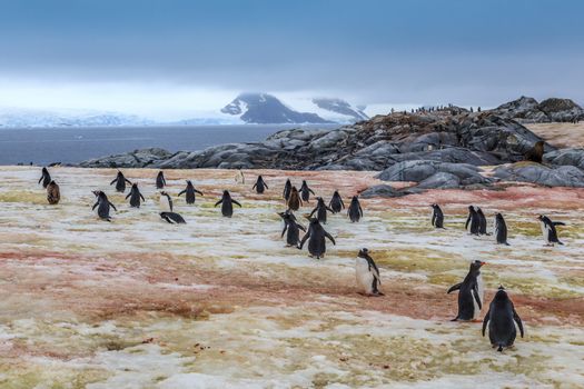 Gentoo penguins going swimming, at Peterman Island, Antarctic
