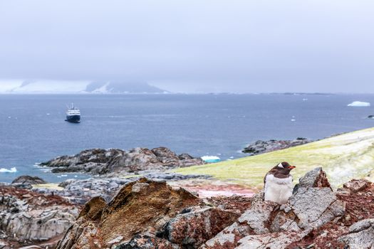 Gentoo penguin chick stitting on the rocks with cruise ship and icebergs in the background at Peterman Island, Antarctic