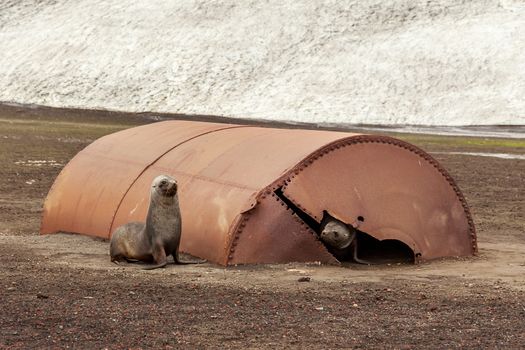 Fur seals playing in the ruins of whaler station at Deception Island , Antarctic