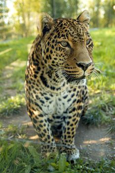 Leopard staring away in the jungle