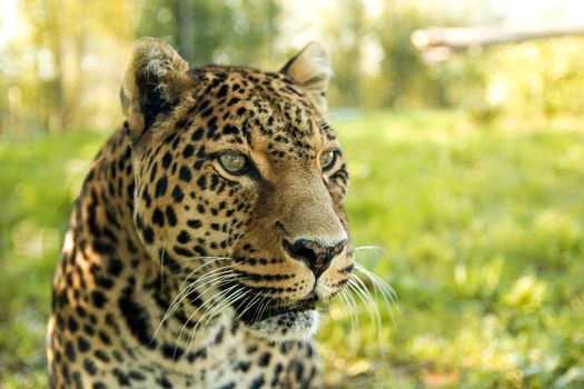 Leopard staring away in the jungle