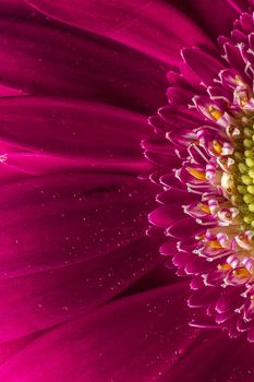 Close up of pink flower background