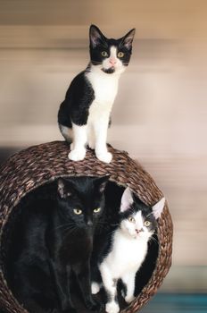 mother cat and her two kittens sitting in the basket tower