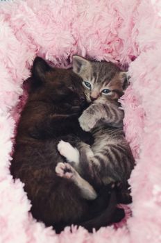 two kittens sleeping together on pink bed