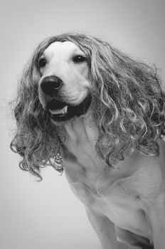 labrador dog with long wig in front of plain background