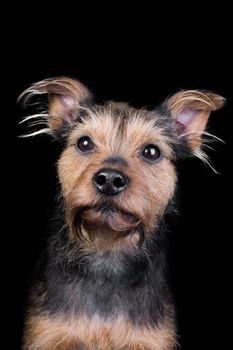 portrait of a border terrier on a black background