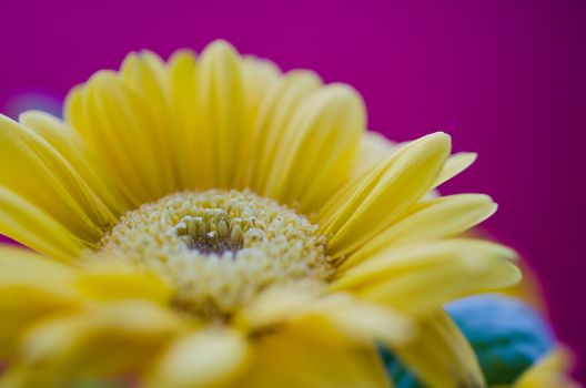 close up of gerbera daisy flower isolated on plain background