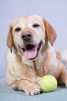 labrador posing on white background with tennis ball