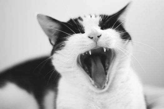 cat yawn, white background, open mouth with sharp teeth