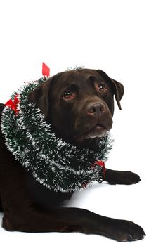 dog with christmas reef, costume, studio photoshoot in front of white background