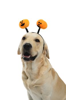 dog with halloween antlers, costume, studio photoshoot in front of white background