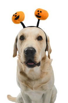 dog with halloween antlers, costume, studio photoshoot in front of white background