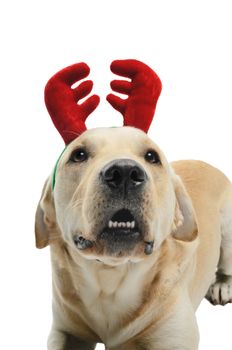 dog with reindeer antlers, costume, studio photoshoot in front of white background