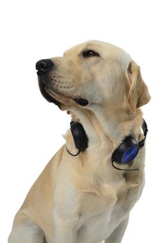 dog with headphones, dj costume, studio photoshoot in front of white background