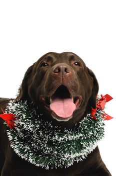 dog with christmas reef, costume, studio photoshoot in front of white background