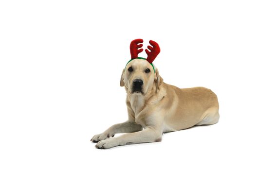 dog with reindeer antlers, costume, studio photoshoot in front of white background