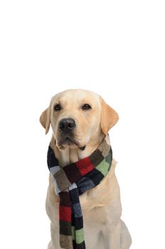 dog with scarf, costume, studio photoshoot in front of white background