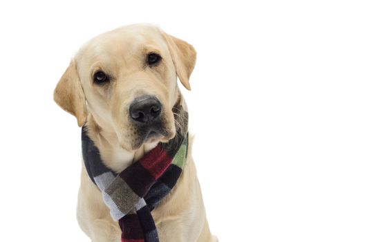 dog with scarf, costume, studio photoshoot in front of white background