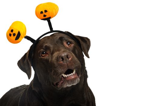 dog with halloween antlers, costume, studio photoshoot in front of white background