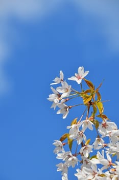 Branch of white cherry blossom sakura flowers with green leaves and fresh new buds over cloudy blue sky background