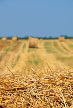 Yellow golden bales of hay straw in stubble field after harvesting season in agriculture, selective focus