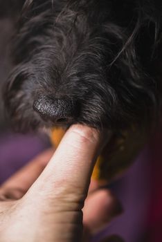 a black dog taking a snack as reward from a man's hand.