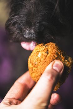 a black dog taking a snack as reward from a man's hand.