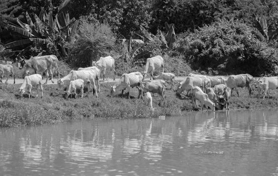 BLACK AND WHITE PHOTO OF COWS AT A RIVERBANK DRINKING WATER