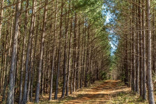 A pine tree woods in south Georgia.