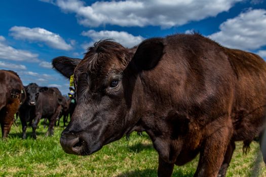 Angus cattle in a pasture in Southeastern Georgia.