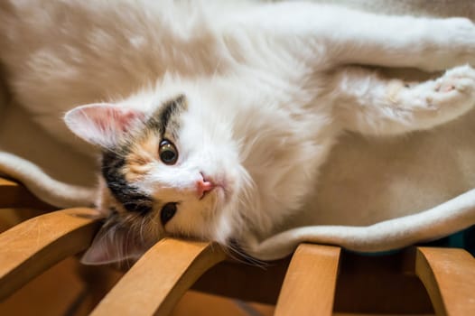 Close up white red cat lying on a wooden chair and looking at the camera
