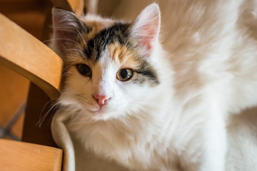 Close up white red cat lying on a wooden chair and looking at the camera