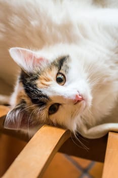 Close up white red cat lying on a wooden chair and looking at the camera