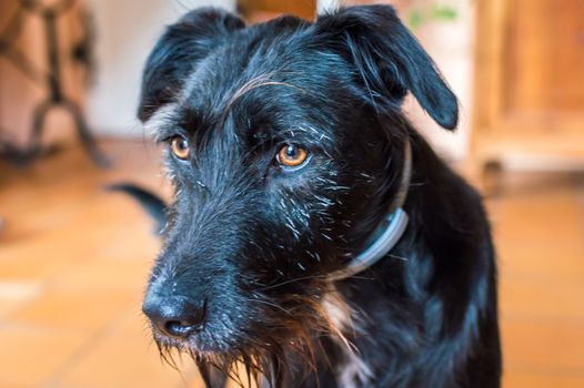 Closeup wet black dog in the kitchen in France