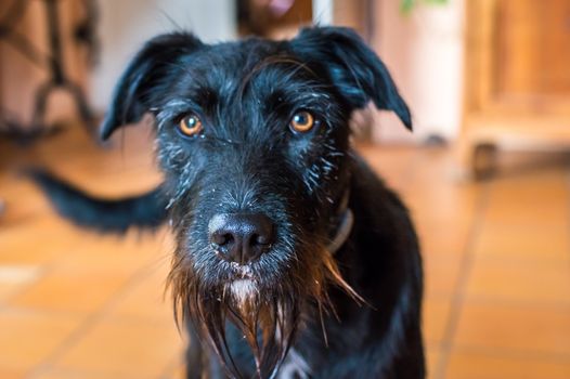 Closeup wet black dog in the kitchen looking at camera in France