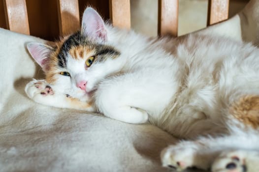 Close up white red cat lying on a wooden chair and looking at the camera