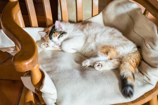 Close up white red cat lying on a wooden chair and looking at the camera