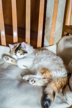 Close up white red cat lying on a wooden chair and looking at the camera