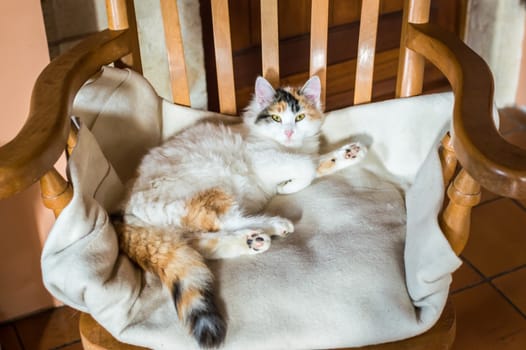 Close up white red cat lying on a wooden chair and looking at the camera
